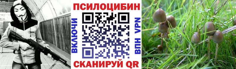 Псилоцибиновые грибы прущие грибы  маркетплейс состав  KRAKEN ССЫЛКА  Тейково  где купить наркоту 